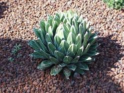Agave.